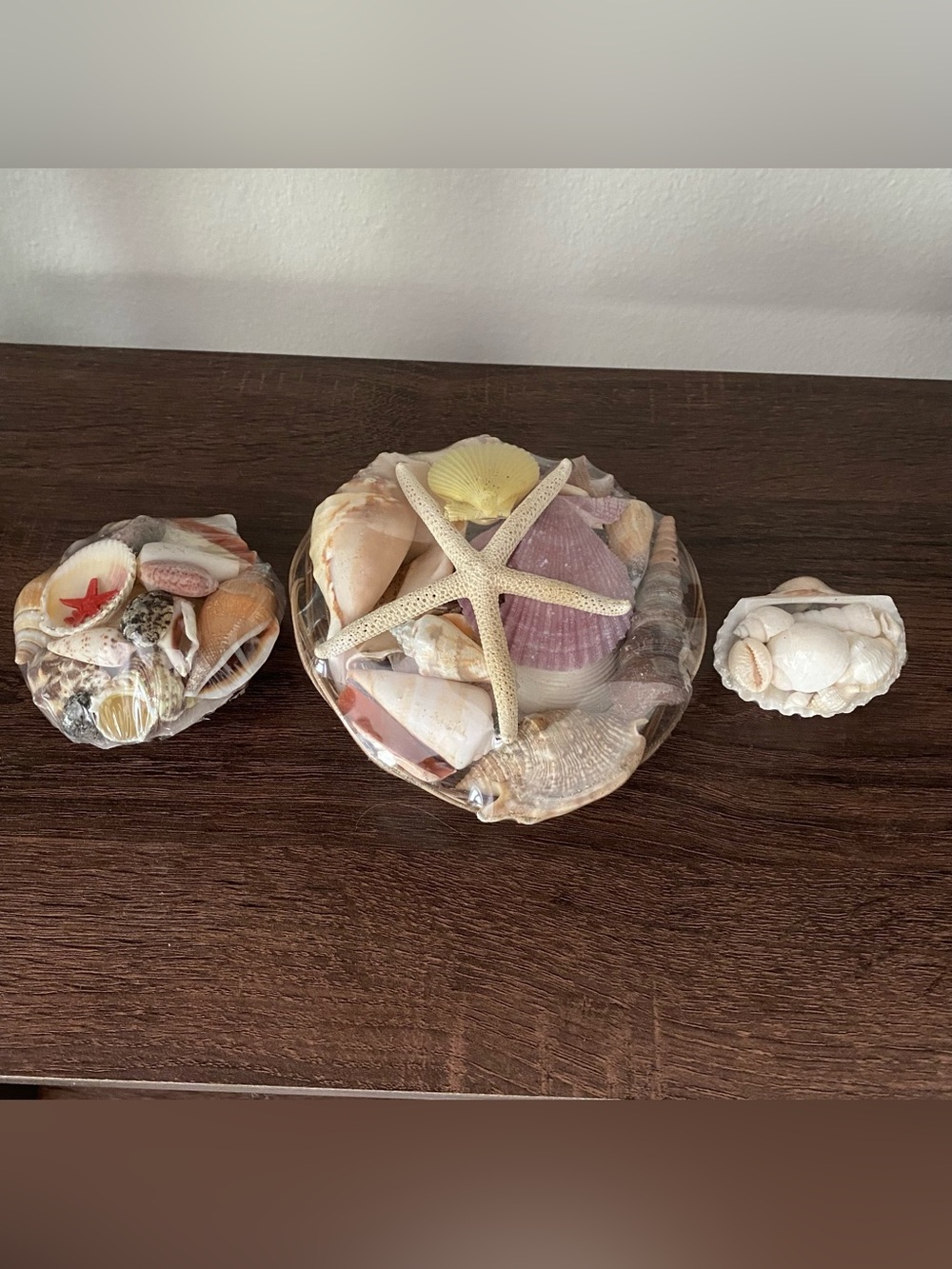 Seashell Trio Collection of Assorted Shells 🐚